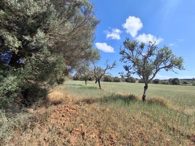 Large plot with Cedula Urbanistica near Campos - Santanyi - Cas Concos - T 14