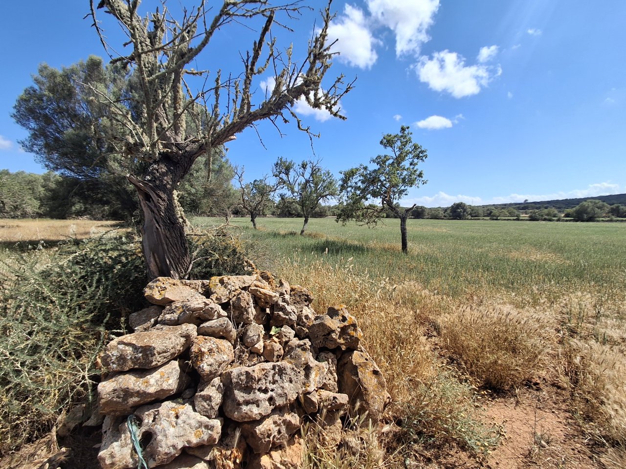 Large plot with Cedula Urbanistica near Campos - Santanyi - Cas Concos - T 14