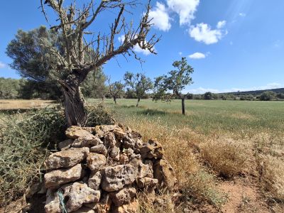 Large plot with Cedula Urbanistica near Campos - Santanyi - Cas Concos - T 14