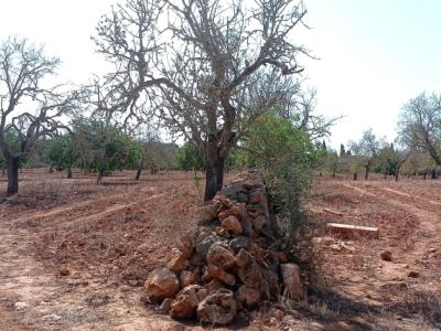 Grosses Grundstück zwischen Cas Concos und Santanyi --- T 22 CM