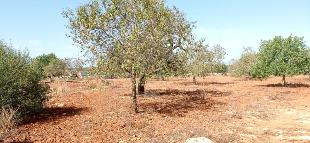 Grosses Grundstück zwischen Cas Concos und Santanyi --- T 22 CM