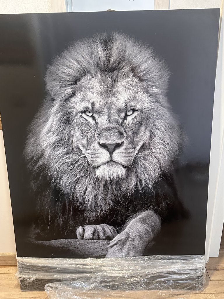 Cuadro grande de león en blanco y negro 140x98cm