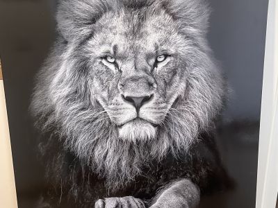 Cuadro grande de león en blanco y negro 140x98cm
