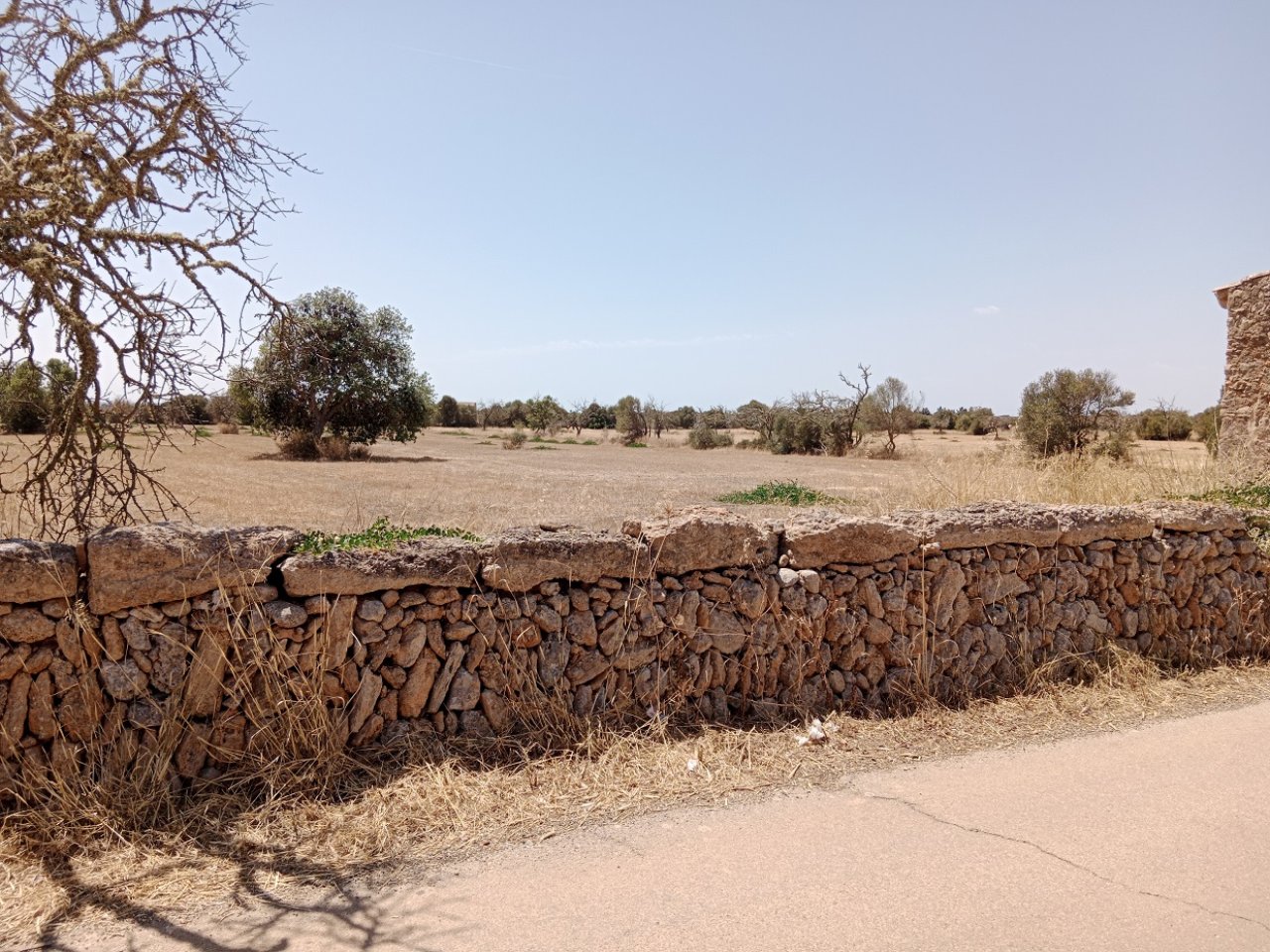 Parcela edificable en Es Revellar cerca de Campos