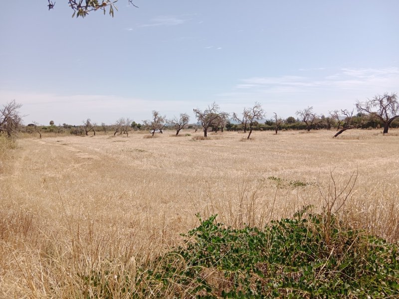 Parcela edificable en Es Revellar cerca de Campos