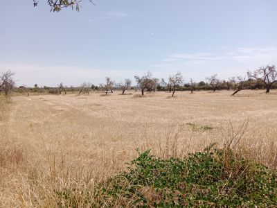 Parcela edificable en Es Revellar cerca de Campos