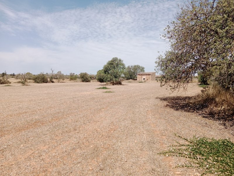 Parcela edificable en Es Revellar cerca de Campos