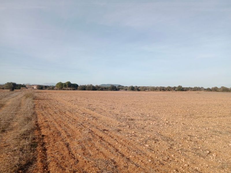 Grundstück in Son Valls mit genehmigtem Basisprojekt