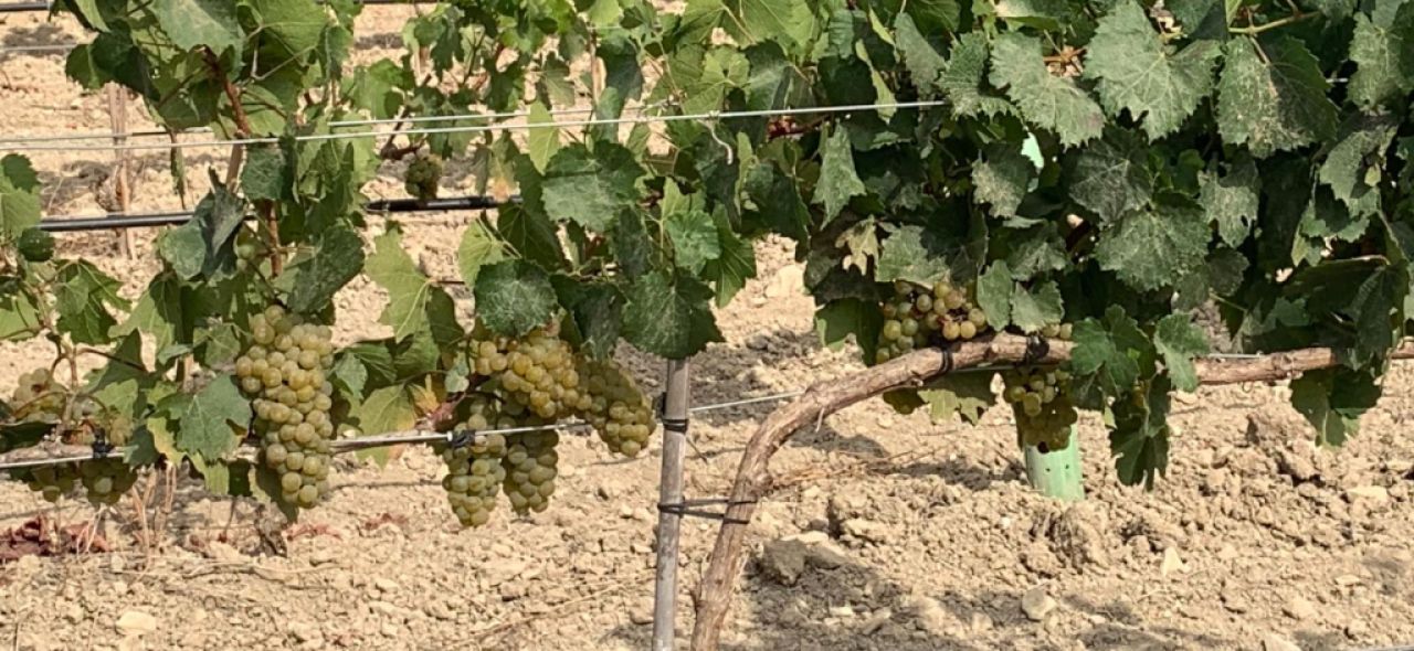 Plot with vines - Ma-3521, NN, Santa Margalida
