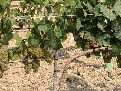 Plot with vines - Ma-3521, NN, Santa Margalida