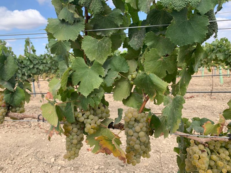 Plot with vines - Ma-3521, NN, Santa Margalida