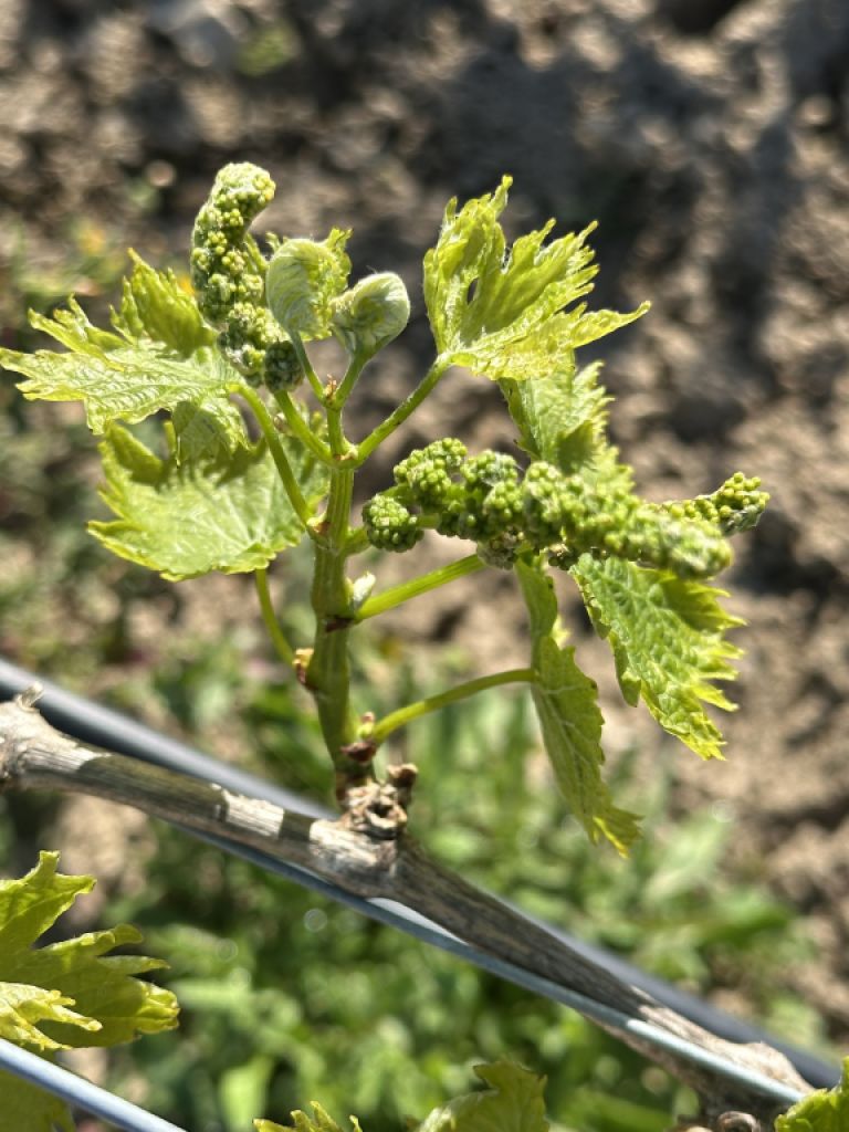 Plot with vines - Ma-3521, NN, Santa Margalida