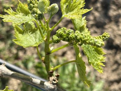 Plot with vines - Ma-3521, NN, Santa Margalida