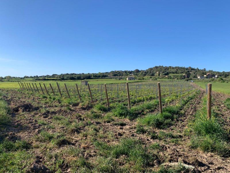 Plot with vines - Ma-3521, NN, Santa Margalida