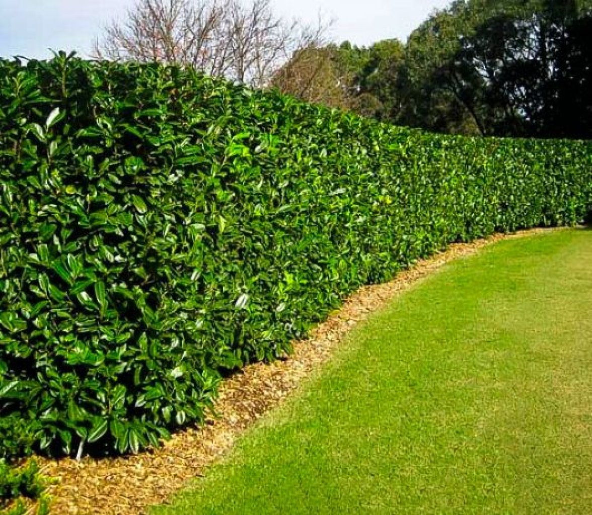 Landscaping and finca maintenance