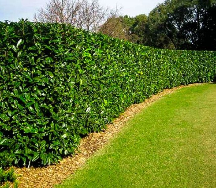 Landscaping and finca maintenance