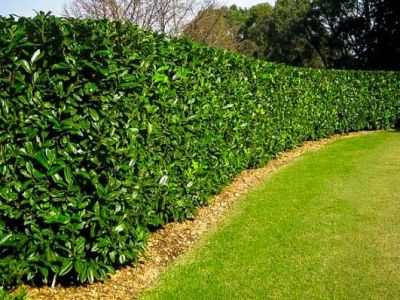 Landscaping and finca maintenance