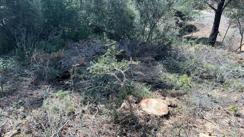 Landscaping and finca maintenance