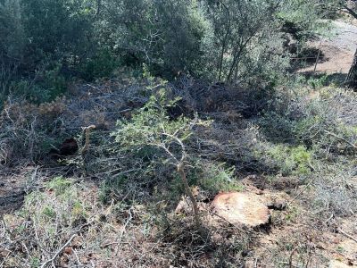 Landscaping and finca maintenance
