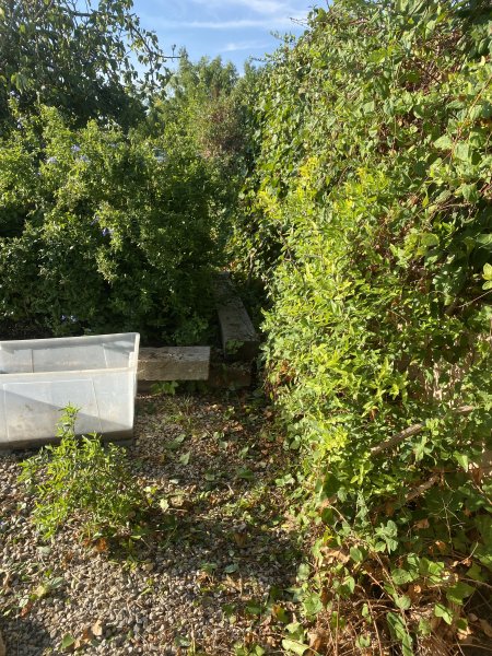 Landscaping and finca maintenance