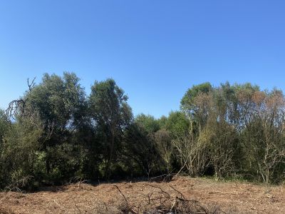 Landscaping and finca maintenance