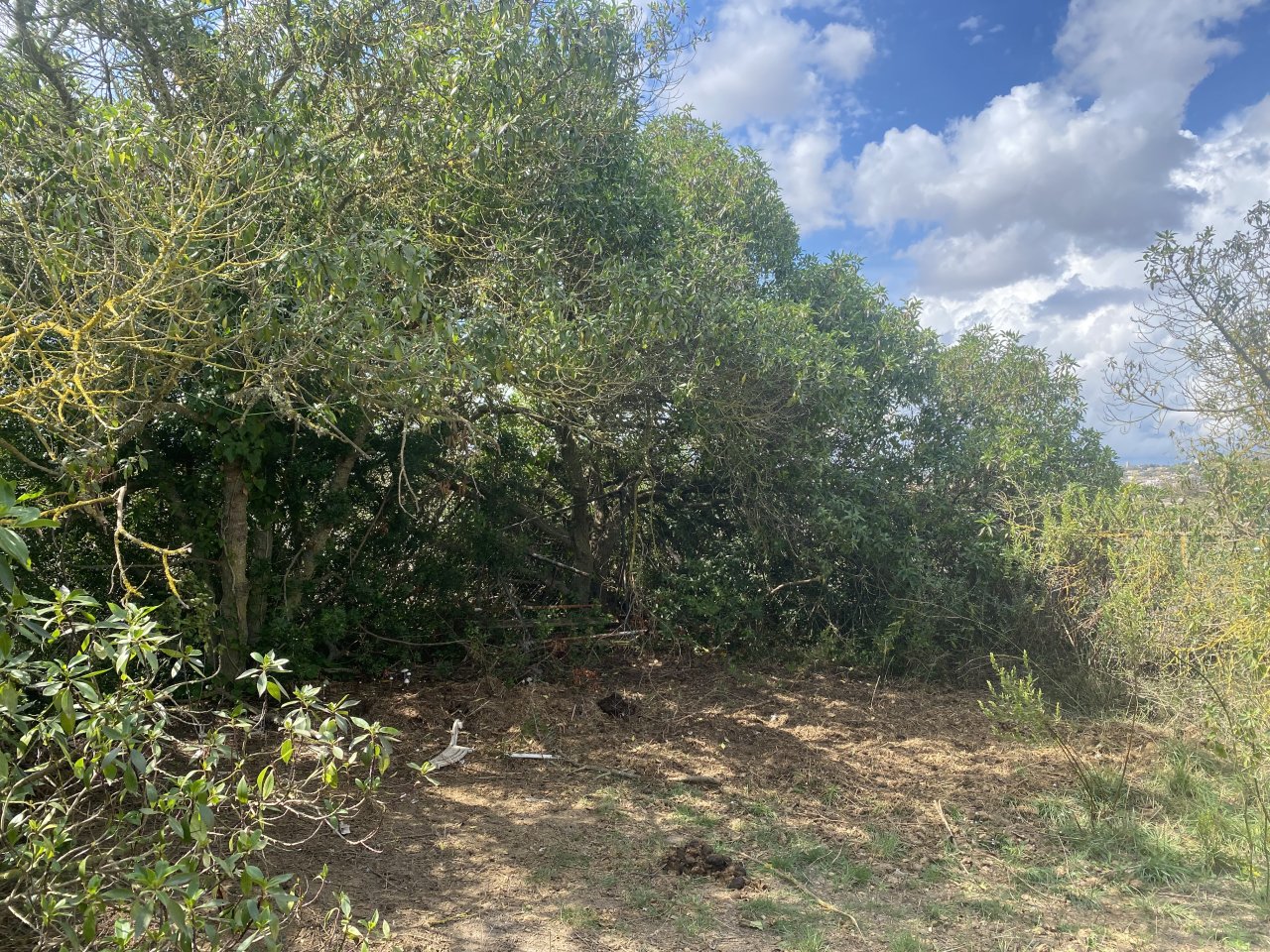 Landscaping and finca maintenance