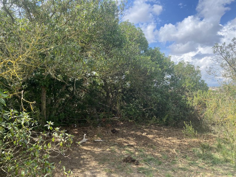 Landscaping and finca maintenance