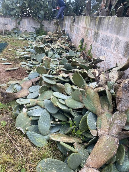 Landscaping and finca maintenance