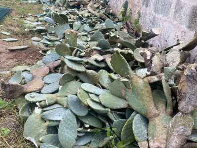 Landscaping and finca maintenance