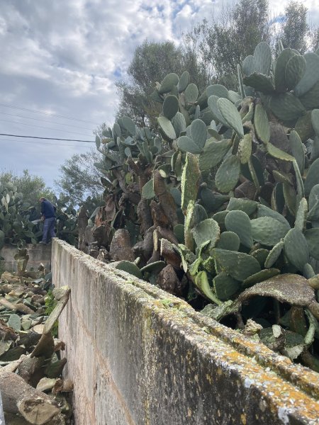 Landscaping and finca maintenance