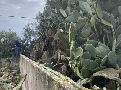 Landscaping and finca maintenance