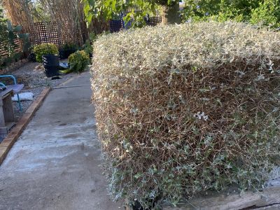 Landscaping and finca maintenance