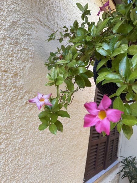Hängeblume