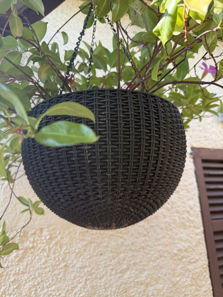 Hängeblume