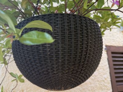 Hängeblume