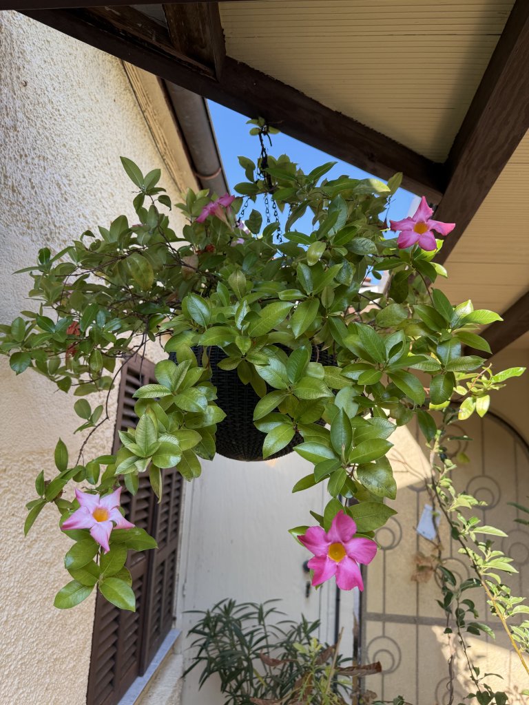 Hängeblume