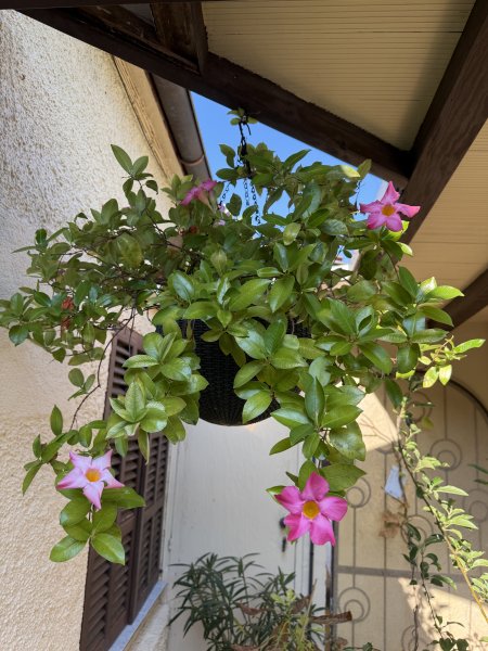 Hängeblume