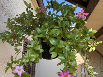 Hängeblume