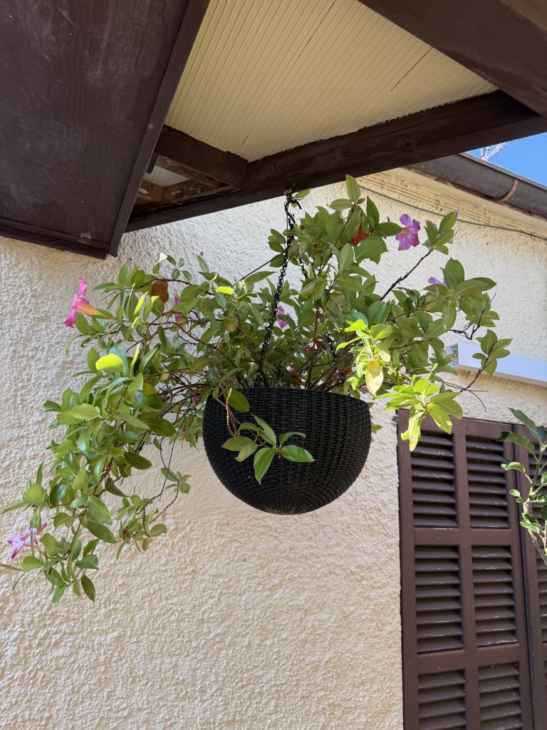 Hängeblume