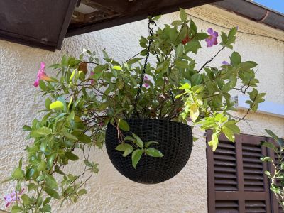 Hängeblume