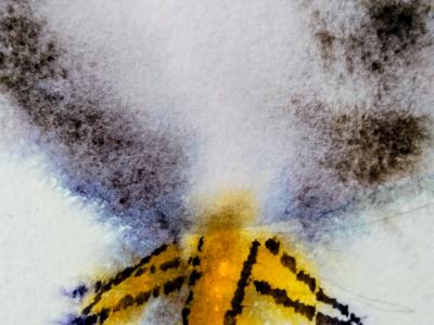 Rooster in watercolor