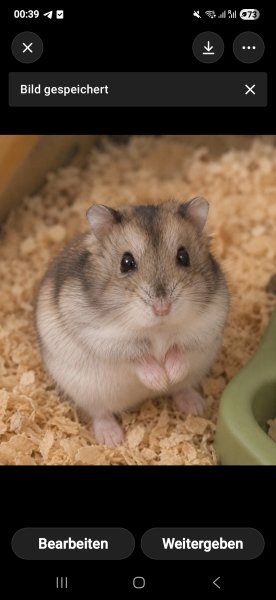 Hamster Babys unbedingt abzugeben bis in ungefähr 3 Wochen