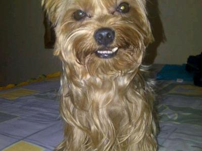 Haustierbetreuung bei Ihnen zu Hause und grundlegende Hundepflege