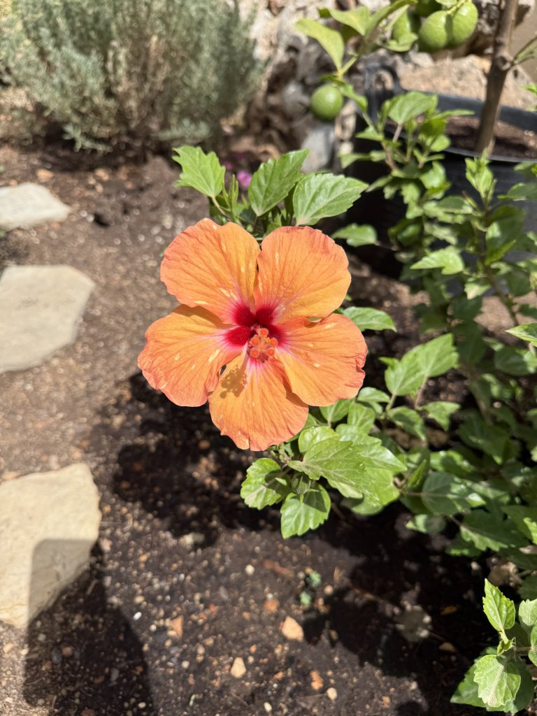 Hibisco