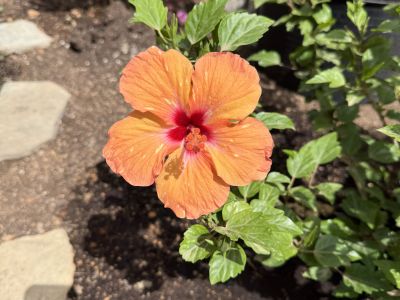 Hibisco