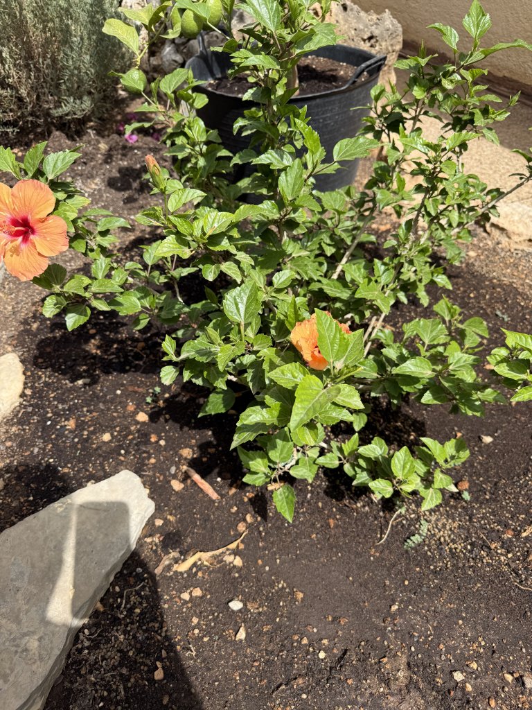 Hibisco