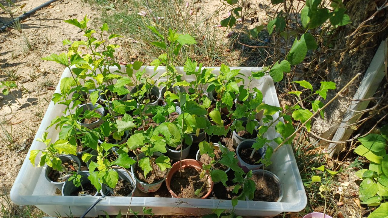 Hibiskus verschiedene Farbe