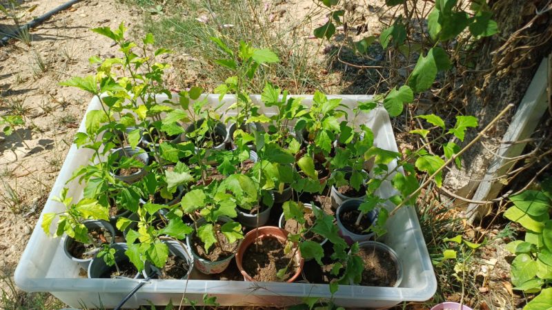 Hibiskus verschiedene Farbe