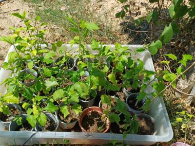 Hibiskus verschiedene Farbe