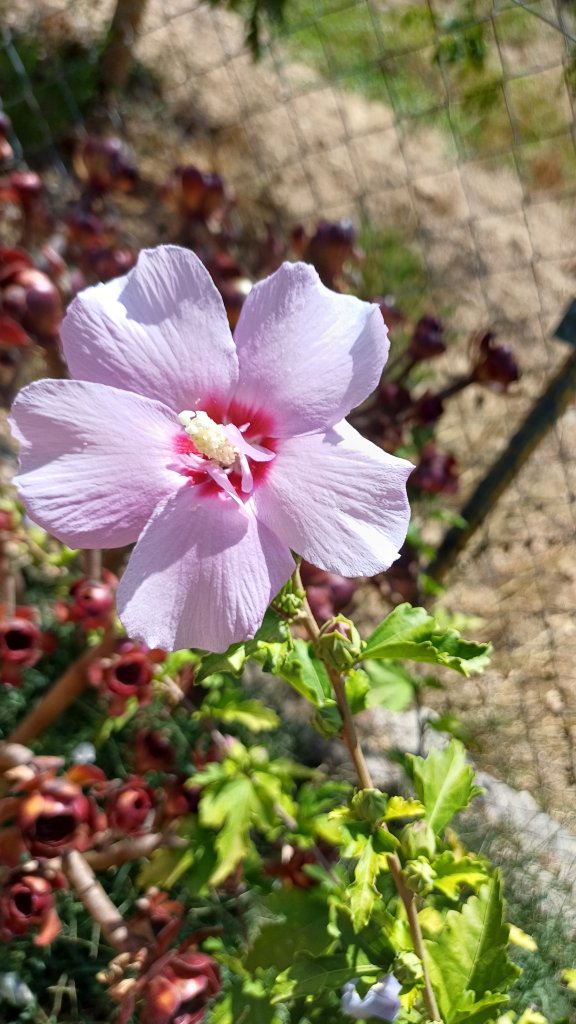 Hibiskus verschiedene Farbe im Topf durchgewurzelt